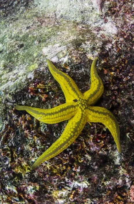Framed Print : Tan Sea Star(Phataria unifascialis) GALAPAGOS ISLANDS, Ecuador, South America Framed Print : Tan Sea Star(Phataria unifascialis) GALAPAGOS ISLANDS, Ecuador, South America