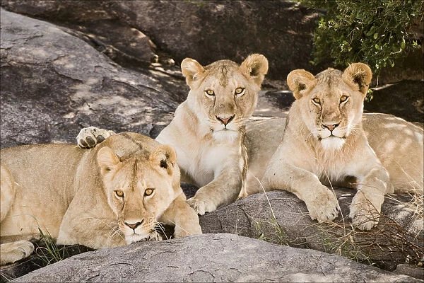 Tanzania, Africa. Three Lions sit in the shade of a rock outcropping