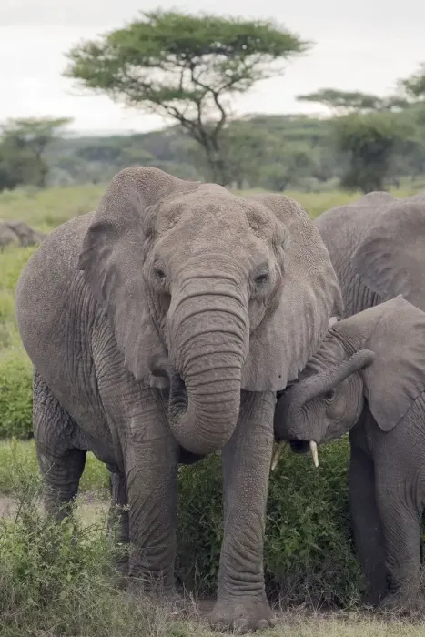 Framed Print : Tanzania, Africa. Mother African Elephant an young