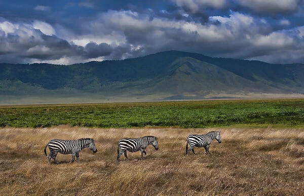 Tanzania Africa Ngorongoro Conservation Area crater with reserve and zebras animals