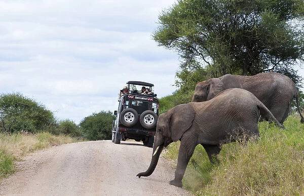 Tanzania Africa Tanangire National Park with safari vehicle with tourists enjoying