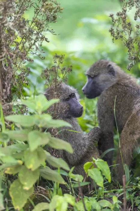 Framed Print : Tanzania, baboons