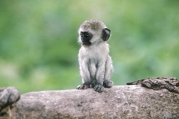 Tanzania, Ngorogoro Crater. Close-up of wild vervet monkey baby on log