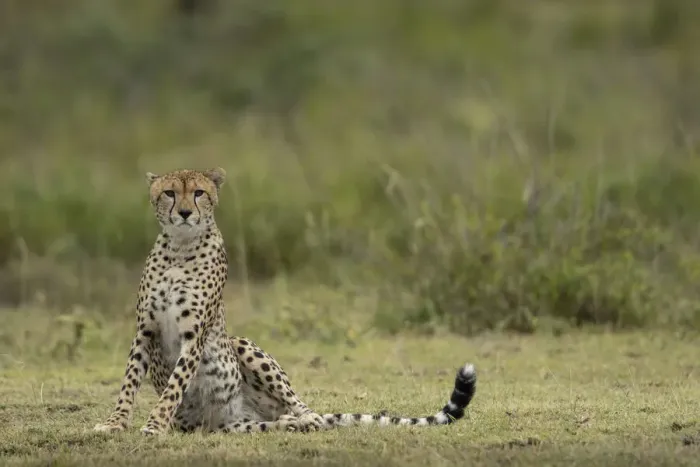 Framed Print : Tanzania, Ngorongoro Conservation Area, Adult Cheetah (Acinonyx jubatas Framed Print : Tanzania, Ngorongoro Conservation Area, Adult Cheetah (Acinonyx jubatas