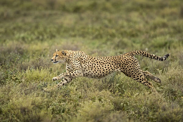 Tanzania, Ngorongoro Conservation Area, Adult Cheetah (Acinonyx jubatas