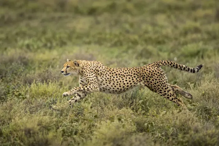 Framed Print : Tanzania, Ngorongoro Conservation Area, Adult Cheetah (Acinonyx jubatas Framed Print : Tanzania, Ngorongoro Conservation Area, Adult Cheetah (Acinonyx jubatas