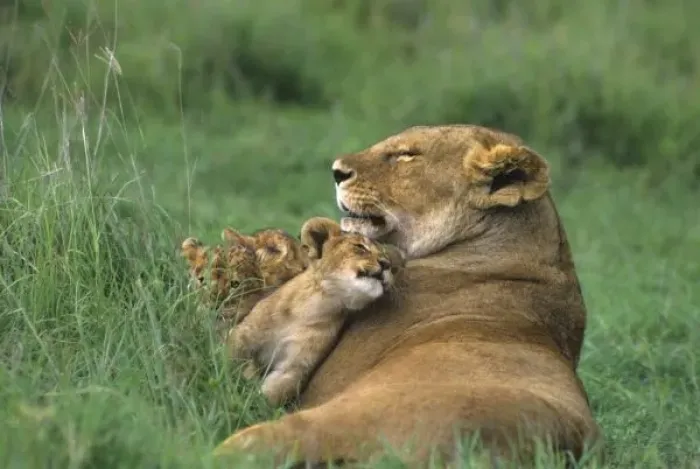 Framed Print : Tanzania, Ngorongoro Crater. African lion mother and three cubs