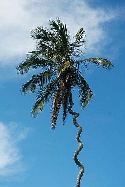 Tanzania: Zanzibar, curly-que trunk of palm tree inland