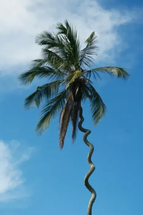 Framed Print : Tanzania: Zanzibar, curly-que trunk of palm tree inland