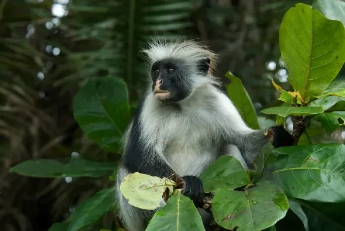 Framed Print : Tanzania: Zanzibar, Jozani National Park, Zanzibar red colobus, in Tropical almond tree