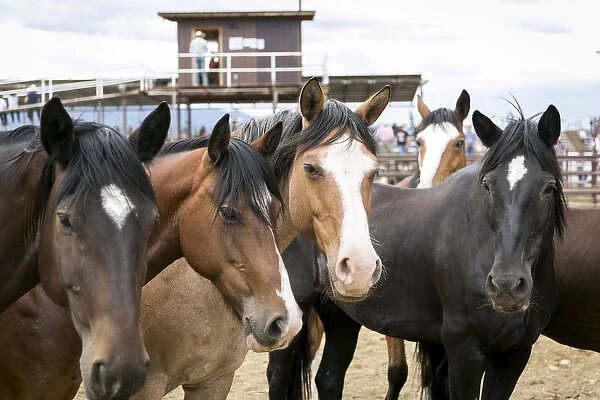 Taos, New Mexico, USA. Horses at a small town western rodeo