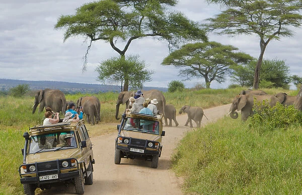 Tarangire National Park Tanzania Africa safari close encounter with elephants crossing