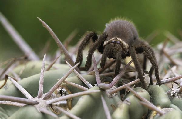 Tarantula, Aphonopelma sp. young on cactus, Starr County, Rio Grande Valley, Texas