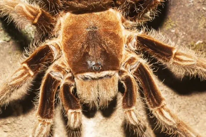 Framed Print : Tarantula on rocks