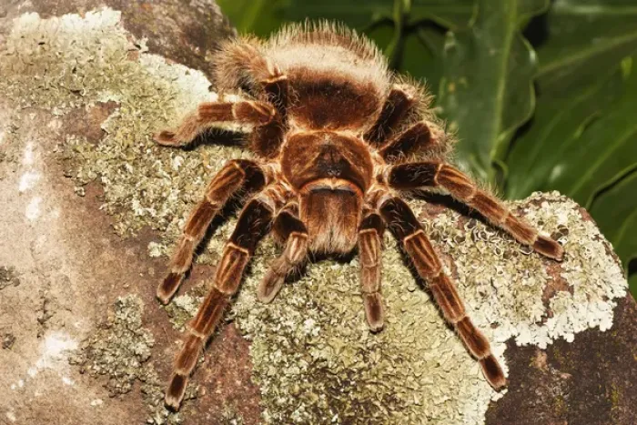 Framed Print : Tarantula on rocks