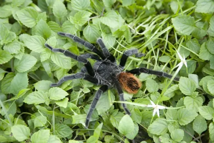 Framed Print : Tarantula (viewed from above), Blue Hole National Park, Belize, Central America Framed Print : Tarantula (viewed from above), Blue Hole National Park, Belize, Central America