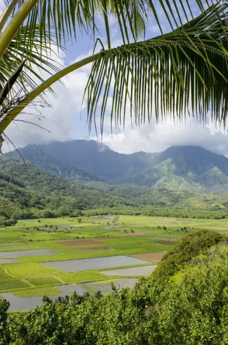 Framed Print : Taro fields in Hanalei National Wildlife Refuge, Hanalei Valley, Kauai, Hawaii Framed Print : Taro fields in Hanalei National Wildlife Refuge, Hanalei Valley, Kauai, Hawaii