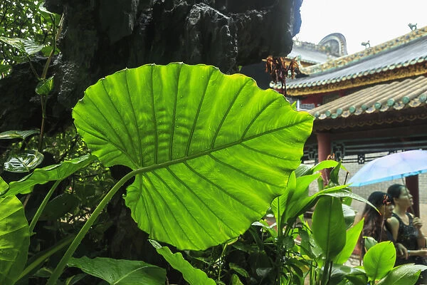 Taro plant or Elephant Ear (Colocasia esculenta), Foshan Ancestral Temple, Foshan