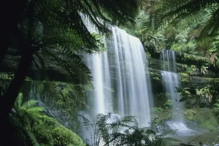 Framed Print : Tasmania, Mt. Field National Park, Russell Falls and tree ferns