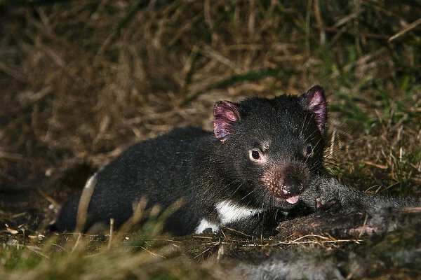 Tasmanian Devil (Sarcophilus harrisii) feeding on carrion (roadkill used as bait) during the night
