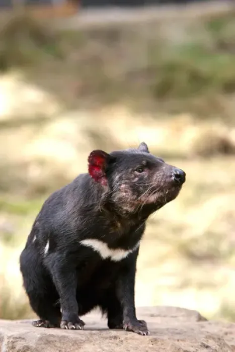 Framed Print : The Tasmanian Devil (Sarcophilus harrisii) is the largest of the Dasyuridae, strictly protected Framed Print : The Tasmanian Devil (Sarcophilus harrisii) is the largest of the Dasyuridae, strictly protected