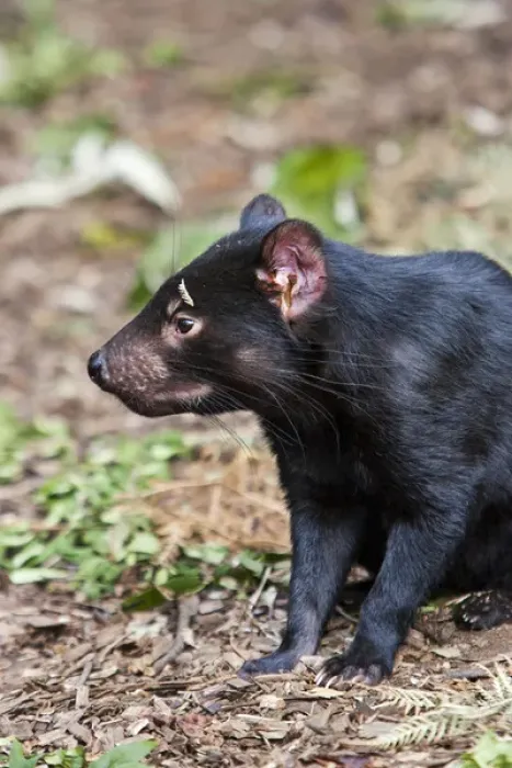 Framed Print : The Tasmanian Devil (Sarcophilus harrisii) is the largest of the Dasyuridae, strictly protected Framed Print : The Tasmanian Devil (Sarcophilus harrisii) is the largest of the Dasyuridae, strictly protected
