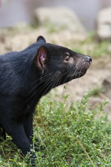 Framed Print : The Tasmanian Devil (Sarcophilus harrisii) is the largest of the Dasyuridae, strictly protected