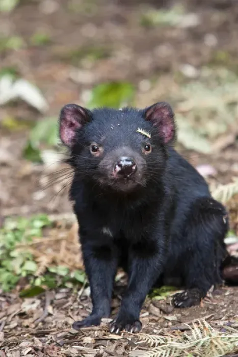 Framed Print : The Tasmanian Devil (Sarcophilus harrisii) is the largest of the Dasyuridae, strictly protected
