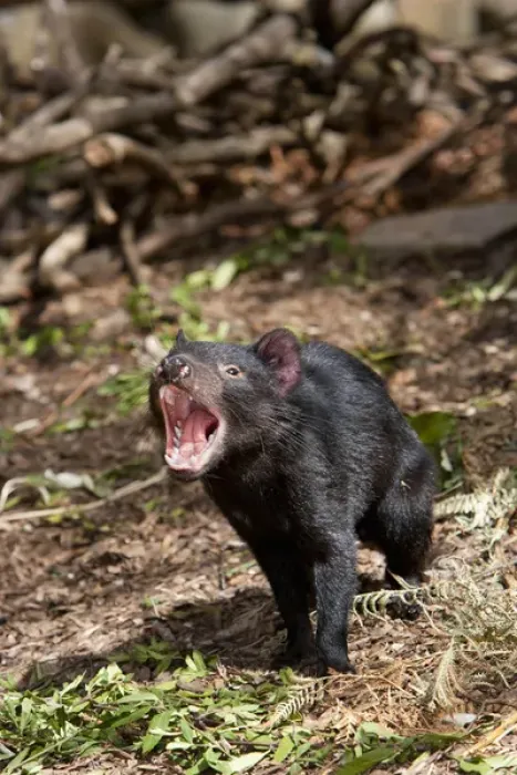 Framed Print : The Tasmanian Devil (Sarcophilus harrisii) is the largest of the Dasyuridae, strictly protected Framed Print : The Tasmanian Devil (Sarcophilus harrisii) is the largest of the Dasyuridae, strictly protected