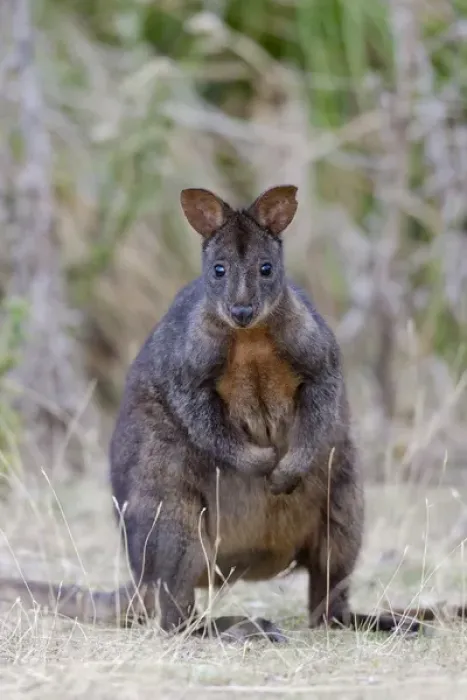 Framed Print : Tasmanian Pademelon (Thylogale billardierii) also called rufous-bellied Pademelon
