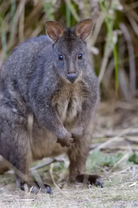 Framed Print : Tasmanian Pademelon (Thylogale billardierii) also called rufous-bellied Pademelon