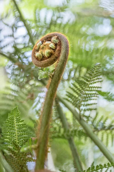 Tasmanian tree fern, USA