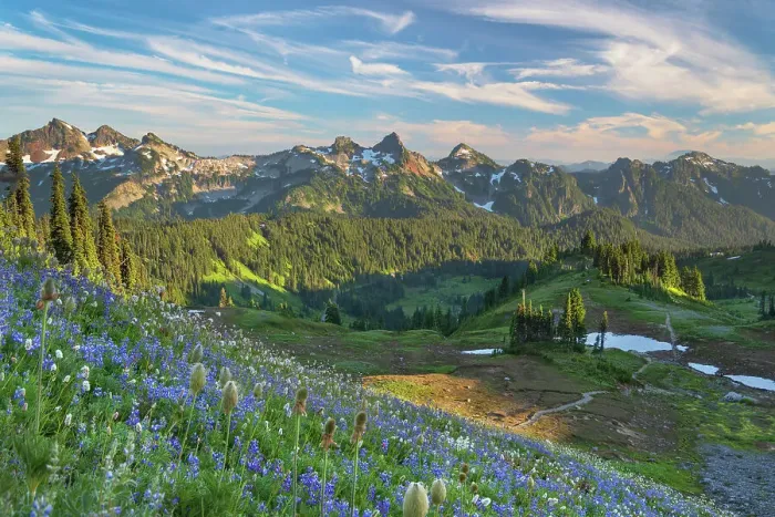 Framed Print : Tatoosh Range with a mixture of Broadleaf Lupines and Western Anemones in the foreground. Mount Rainier National Park, Washington State