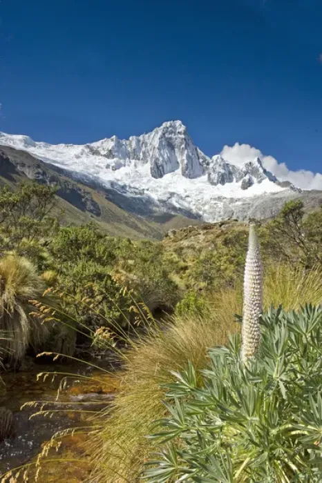 Framed Print : Taulli Macho, Giant Lupine, Lupinus weberbauerii, plant grows at 13, 000 to 15, 000 feet Framed Print : Taulli Macho, Giant Lupine, Lupinus weberbauerii, plant grows at 13, 000 to 15, 000 feet