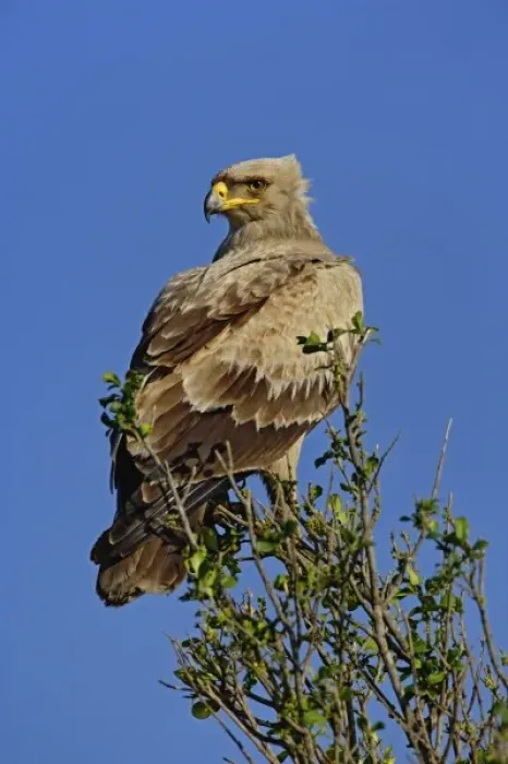 Framed Print : Tawny Eagle, Aquila rapax, Masai Mara Game Reserve, Kenya Framed Print : Tawny Eagle, Aquila rapax, Masai Mara Game Reserve, Kenya