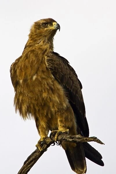 A Tawny Eagle purched on a branch above the Msai Mara Kenya. (RF)