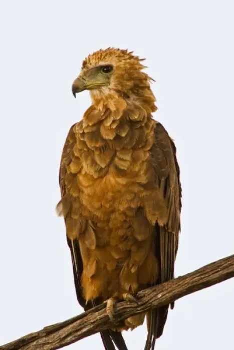 Framed Print : A Tawny Eagle purched on a branch above the Msai Mara Kenya. (RF)