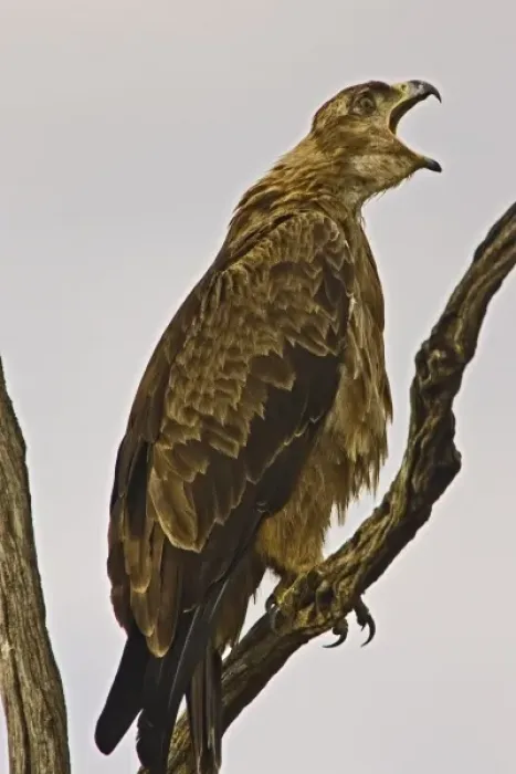 Framed Print : A Tawny Eagle purched on a branch above the Msai Mara Kenya. (RF) Framed Print : A Tawny Eagle purched on a branch above the Msai Mara Kenya. (RF)