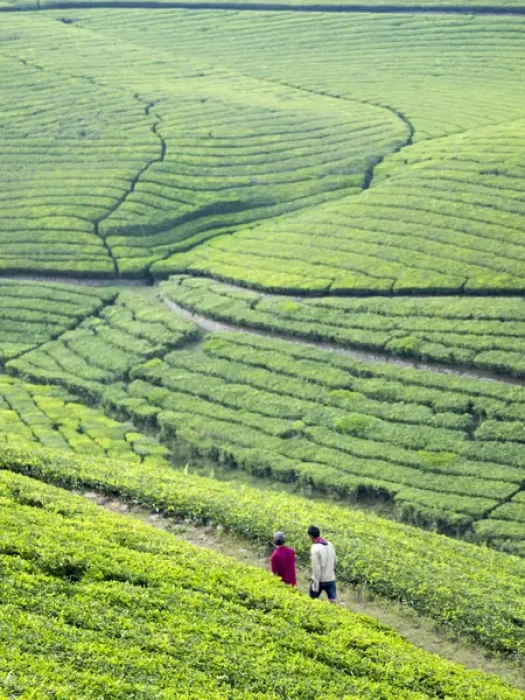 Framed Print : Tea plantation in Conoor, Tamil Nadu, India Framed Print : Tea plantation in Conoor, Tamil Nadu, India