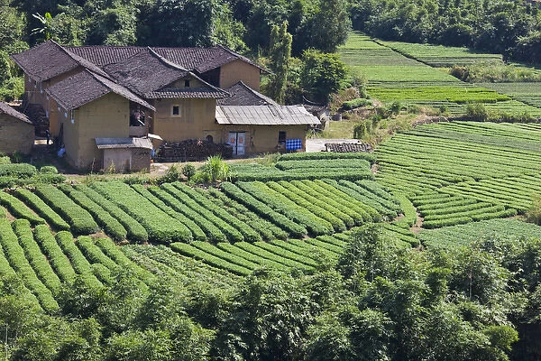 Tea plantation, Fujian, China