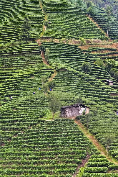 Tea plantation, Sanjiang, Guangxi Province, China