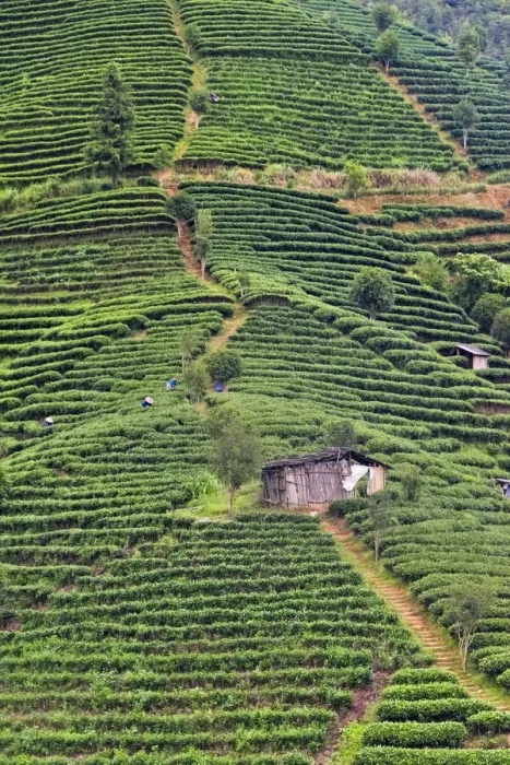 Framed Print : Tea plantation, Sanjiang, Guangxi Province, China