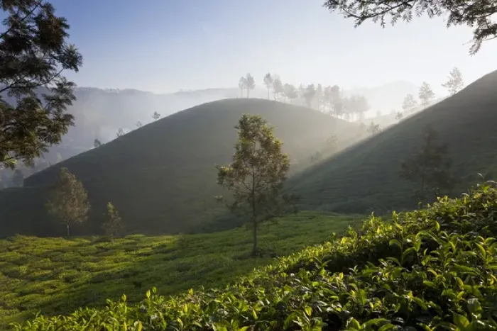 Framed Print : Tea Plantations, Munnar, Western Ghats, Kerala, South India
