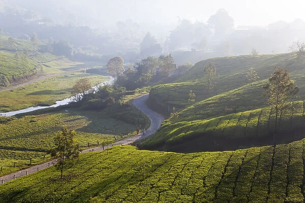 Tea Plantations, Munnar, Western Ghats, Kerala, South India