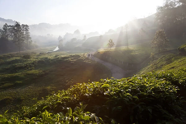 Tea Plantations & road, Munnar, Western Ghats, Kerala, South India
