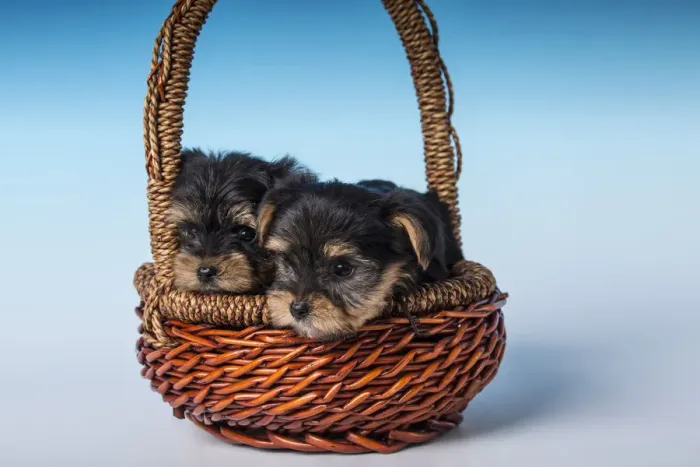 Framed Print : Two Teacup Yorkshire Terrier puppies sitting in a small basket. (PR) Framed Print : Two Teacup Yorkshire Terrier puppies sitting in a small basket. (PR)