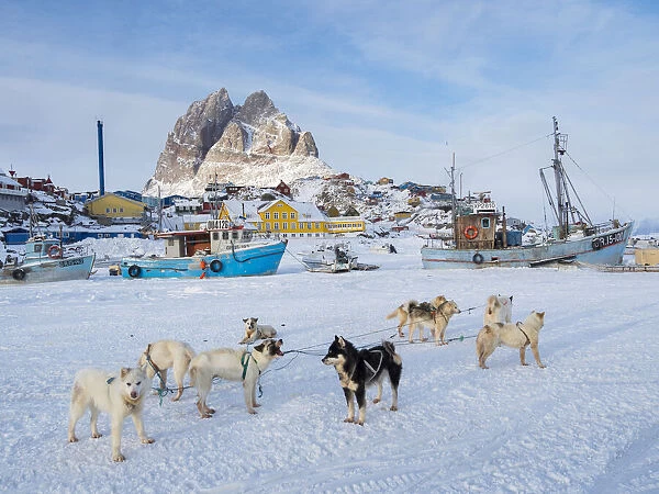 Team of sled dog during winter in Uummannaq in Greenland