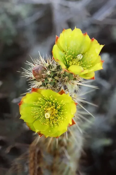 Framed Print : Teddy-bear cholla (Opuntia bigelovii) in bloom, Anza-Borrego Desert State Park, California Framed Print : Teddy-bear cholla (Opuntia bigelovii) in bloom, Anza-Borrego Desert State Park, California
