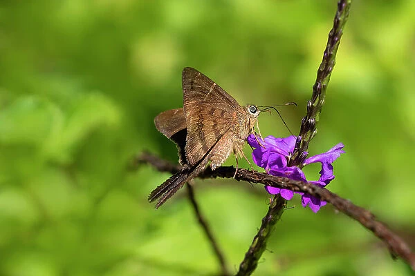 Teleus longtail butterfly nectaring in flower garden