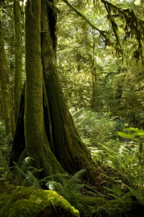 Framed Print : Temperate rain forest, Gibsons, BC, Canada Framed Print : Temperate rain forest, Gibsons, BC, Canada